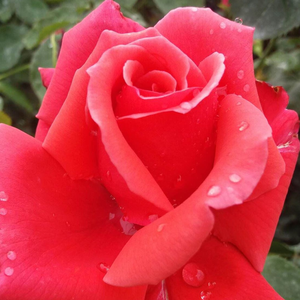 Róże ogrodowe - róża wielkokwiatowa - Hybrid Tea - czerwony  - Rosa  Allégresse - róża bez zapachu - Marcel Robichon - Jej czerwone kwiaty nieco blednieją po otwarciu się.
